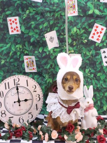 20250405モカちゃん